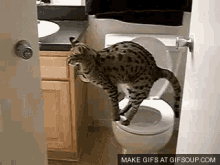 Pooping Cat GIF