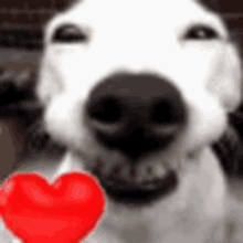 a white dog with a red heart in its mouth
