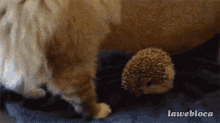 9 GIF - Cat Hedgehog Sit GIFs