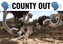 an advertisement for county out features ostrich heads