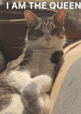 Cat Queen Sassy Cat GIF - Cat Queen Sassy Cat Cat Sassy GIFs