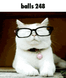 a white cat wearing glasses and a pink bell collar