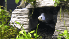 angerfish wilfredthefish fightingfish cave aquarium