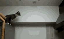 Fail Cat GIF