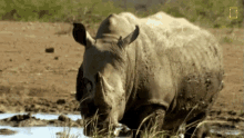 Staring The Bullying Bull Rhino GIF - Staring The Bullying Bull Rhino World Rhino Day GIFs