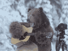 bear guitar singing