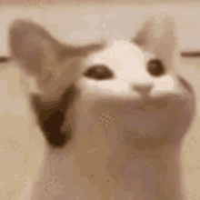 Cute Cat Discord Pfp GIF