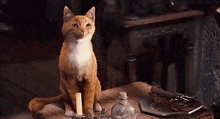 Cats Funny Cats GIF - Cats Funny Cats GIFs