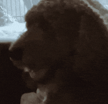 a close up of a dog 's head with its mouth open