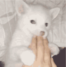 White Fox GIF - White Fox Cute GIFs
