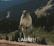 a ground squirrel standing on its hind legs with the word laure written on the bottom