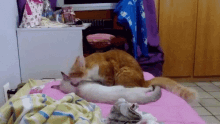 Cats Bed GIF - Cats Cat Bed GIFs