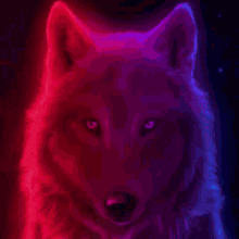 alpha wolf
