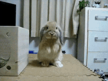 Please GIF - Rabbit Bunny Please GIFs