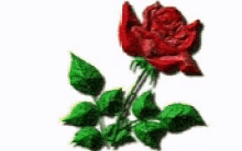love you in love roses %E0%A4%B2%E0%A4%BE%E0%A4%B2 %E0%A4%97%E0%A5%81%E0%A4%B2%E0%A4%BE%E0%A4%AC