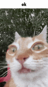 a close up of a cat 's face with the word ok below it