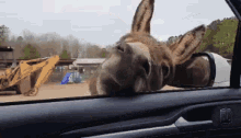 You Know You Want To Sweet Nothings GIF - You Know You Want To Sweet Nothings Donkey Love GIFs
