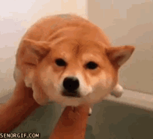 Shibainu Doge GIF - Shibainu Doge Dog GIFs