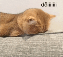 a cat is sleeping on a couch with its eyes closed and the word doii written above it .