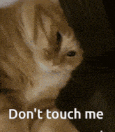 Cat Don'T Touch Me GIF - Cat Don'T Touch Me Cat Meme GIFs