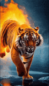 a tiger is walking through a body of water with flames coming out of its mouth .