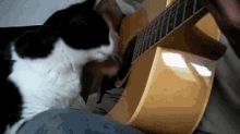 Cat Love Playing Guitar GIF - Cat Love Playing Guitar Eargasm GIFs