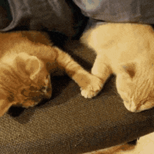 two kittens are laying on a couch and one is looking at the other