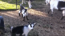 Goat Tricks GIF - Goat Trick Jump GIFs