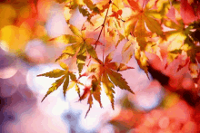 Maple GIF - Maple GIFs