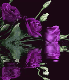 rose purple