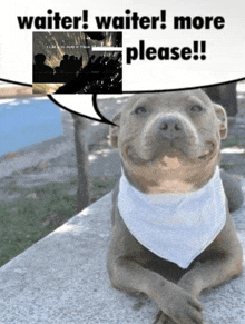 a picture of a dog with a speech bubble that says " waiter "