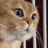 a close up of a cat 's face with a blurred background .