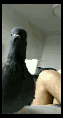 GIF