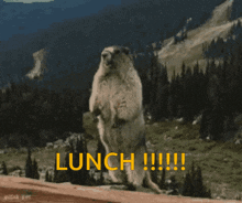 Lunch Yelling GIF - Lunch Yelling Yell GIFs
