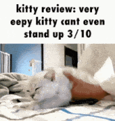 Kitty Review Eepy GIF - Kitty Review Eepy Kitty GIFs