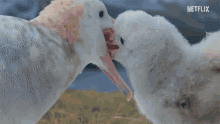albatross chick feeding the island of south georgia hungry dinner time