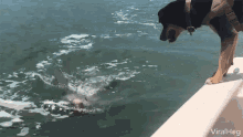 Viralhog Dolphin GIF - Viralhog Dolphin Dog GIFs