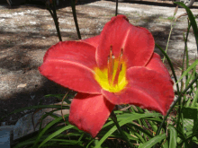 Maroon Lily GIF - Maroon Lily GIFs