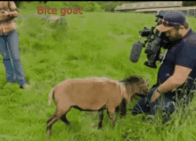 Goat Bite Ovelha Morde GIF - Goat Bite Ovelha Morde GIFs