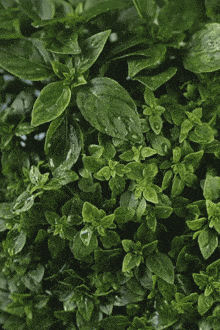 a close up of a green plant with water drops on the leaves