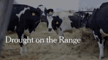 Droughts Have Produced The Lowest Cattle Heard In Years. GIF - GIFs