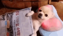 Neck Message GIF - Neck Massage Dog Relaxing GIFs