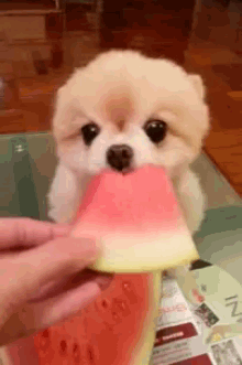 Tastes Like Summer GIF - Dogs Watermelon Hungry GIFs