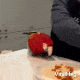 Don'T Eat It Macaw GIF