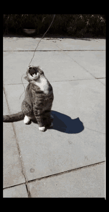 Playing Cat GIF