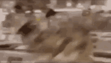 Dancing Cat GIF - Dancing Cat Blurred GIFs