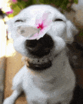 a white dog is holding a pink flower in its mouth and smiling .