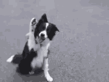 Dog Wave GIF - Dog Wave Hello GIFs