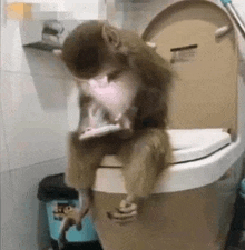a monkey is sitting on a toilet in a bathroom eating a piece of food .