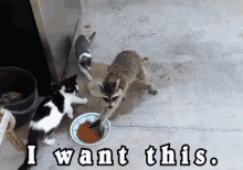 Raccoon Wants Cat Food, Gets Cats Food. GIF